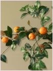 Zweig eines Mandarinenbaumes