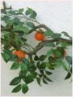 Orangenbaumzweig