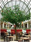 Apfelbaum in den Kölner Arcaden