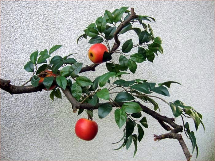 Zweig eines Apfelbaumes