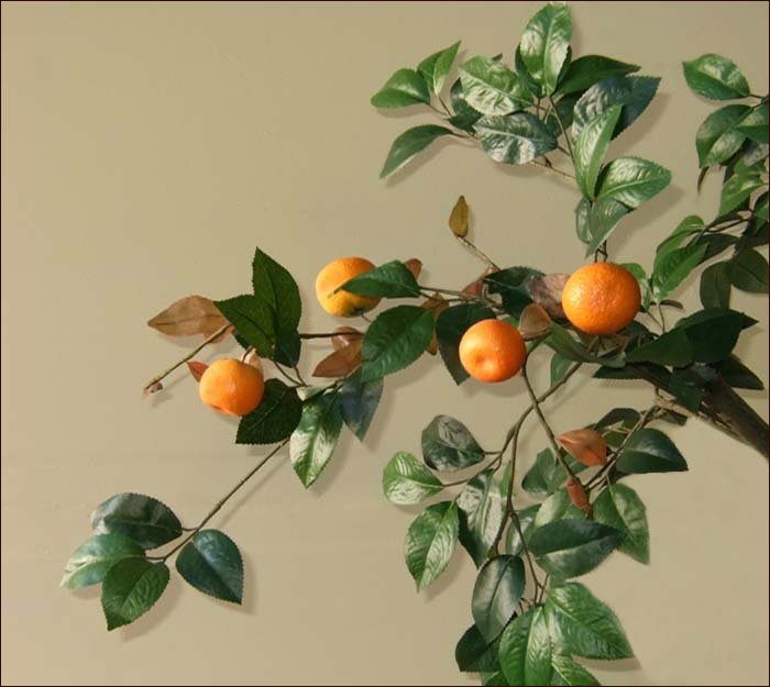 Zweig eines Mandarinenbaums