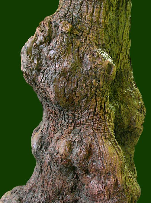 Knollenstamm