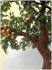 Mandarinen-Dekobaum mit Früchten